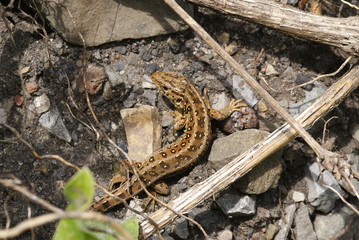 Zauneidechse Lacerta agilis Vohwinkel (Wuppertal) 2009:08:01 15:10:56