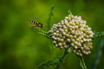 Hoverfly sits on a plant, Fly, Close Up