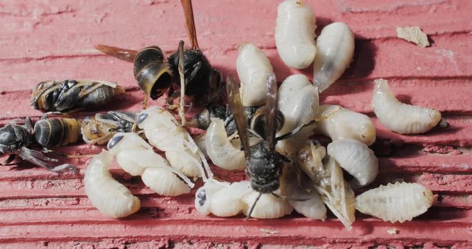 Destruction d'insectes nuisibles 