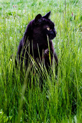 black cat relaxing in the grass