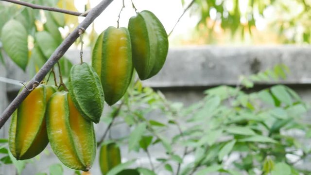 Green starfruit. Fruits that grow in tropical areas