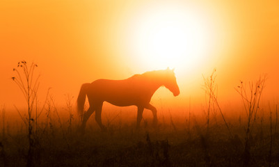 silhouette of a horse in sunset at dawn