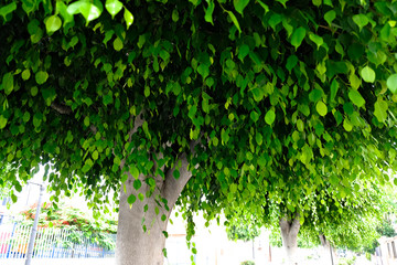 Obraz premium Fresh green leaves, canopy of a tree with many small leaves, low angle image.