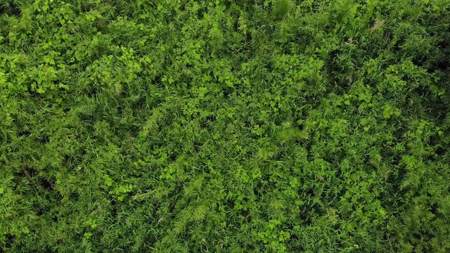 木曽三川　長良川　木曽川　堤防　ドローン　岐阜県　三重県　日本