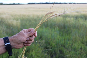 Fototapeta na wymiar photo of wheat ears in the hand in the summer