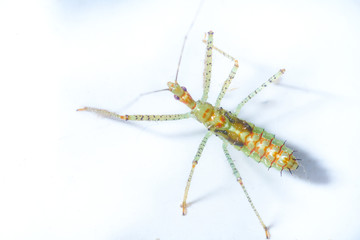 Macro of a murderous Nymph of the genus Zelus. Zelus luridus.