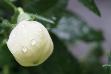 Eine weisse Ballonblumenknospe nach dem Regen