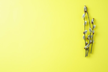 Willow twigs on a yellow background, a place for the inscription