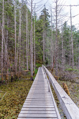 View at Mountain Trail in British Columbia, Canada. Mountains Background.