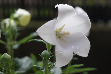 Eine weisse Ballonblume nach dem Regen