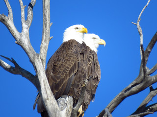 Bald Eagle's Of Colorado