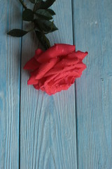 Fototapeta na wymiar Beautiful red rose lying on the blue wooden background.