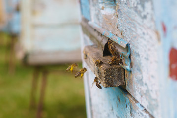 Beehive close up, bees