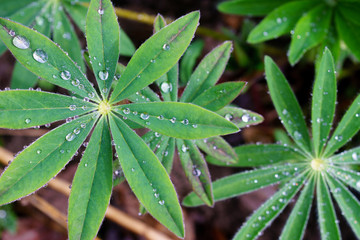 Dew drops on green leaves