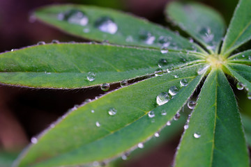 Drops of morning dew on the grass, side view