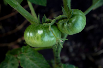 branch of green tomatoes on a branch.  Two large green tomatoes. Plantation. Garden