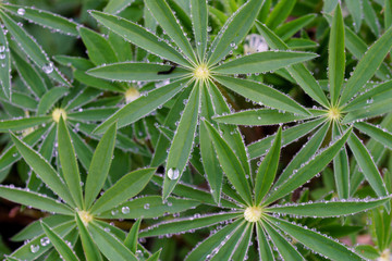 Dew drops on green leaves, top view, texture