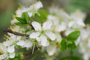 White flowers of apple tree close up, stamens