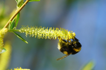 Big Bumblebee on a willow flower