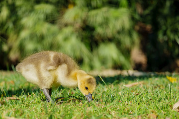 Canada Goose baby walking around