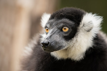 Black White Lemur Portrait