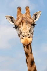 Gordijnen Giraf gezicht © Mariska