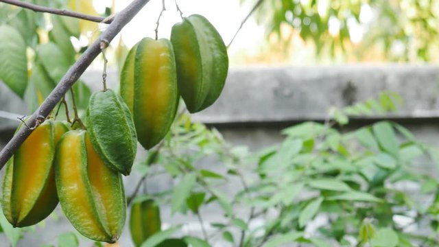 Green starfruit. Fruits that grow in tropical areas