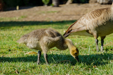 Fototapeta premium Canada Goose baby walking around