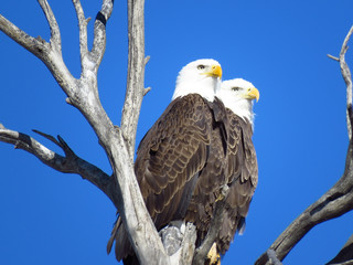 Bald Eagle's 3