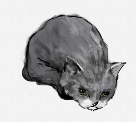 Pouty Rolled up Kitten 