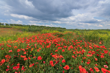 Fototapeta na wymiar bright day red poppies on green field / wild flowers natural beauty