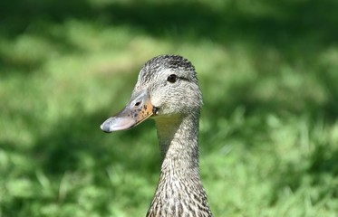 Jolie canard brun du Québec, Canada