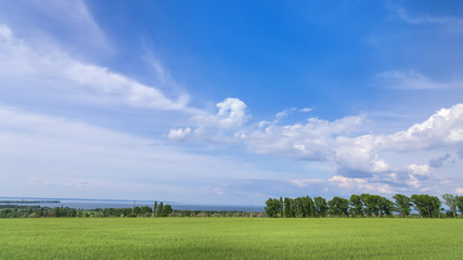 green young wheat field / bright Sunny day agriculture