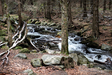 stream in the forest