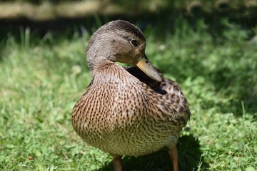 Jolie canard brun du Québec, Canada