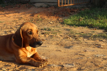 Dog