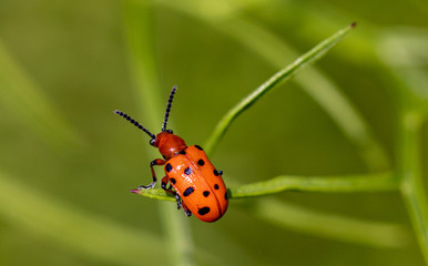 A small scarlet lily beetle (Lilioceris lilii) on a branch of a plant.