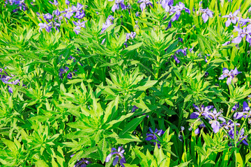 Obraz premium wild grass in the natural environment