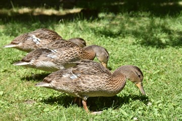 Jolie canards brun au Québec, Canada