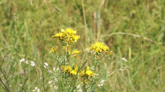 A genus of flowering plants in the family Hypericaceae