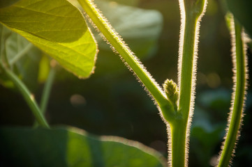 Fototapeta premium Delicate flower buds of soybean plants on the stem are ready to bloom. Young plant in a field in the rays of the morning sun.