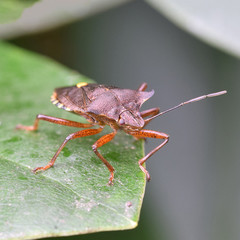 Beerenwanze, Dolycoris baccarum, Baumwanze, Wanze, Insekt, Tier, Natur