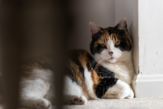 Closeup of calico cat huddled lying down in corner on floor in room house, unhappy angry look