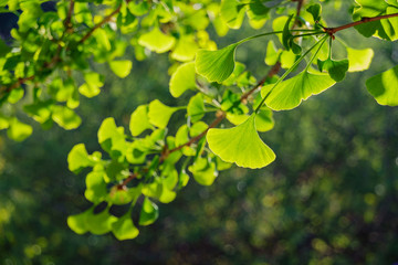 Close up shot of beautiful Ginkgo biloba leaves