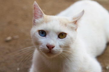 White cat with colorful eyes. Heterochromia in cats, anomaly, disease, genetic disorders.