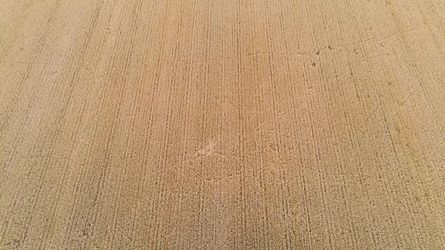 Riesiges Getreidefeld aus der Luft gesehen