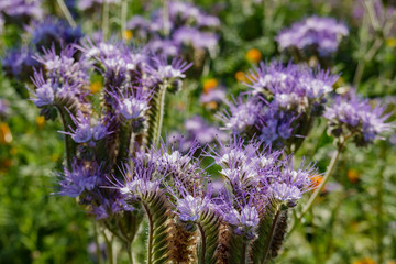 Close up shot of Phacelia tanacetifolia blossom
