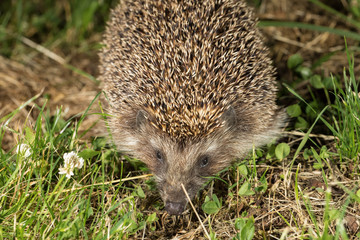 Wild hedgehog on walk in the forest. Scientific name 