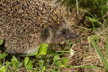 Wild hedgehog on walk in the forest. Scientific name 