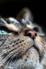 Macro Image of a Tabby Cat Face